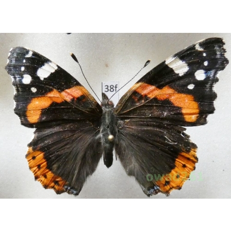 Vanessa atalanta (Linnaeus, 1758) Poland38f